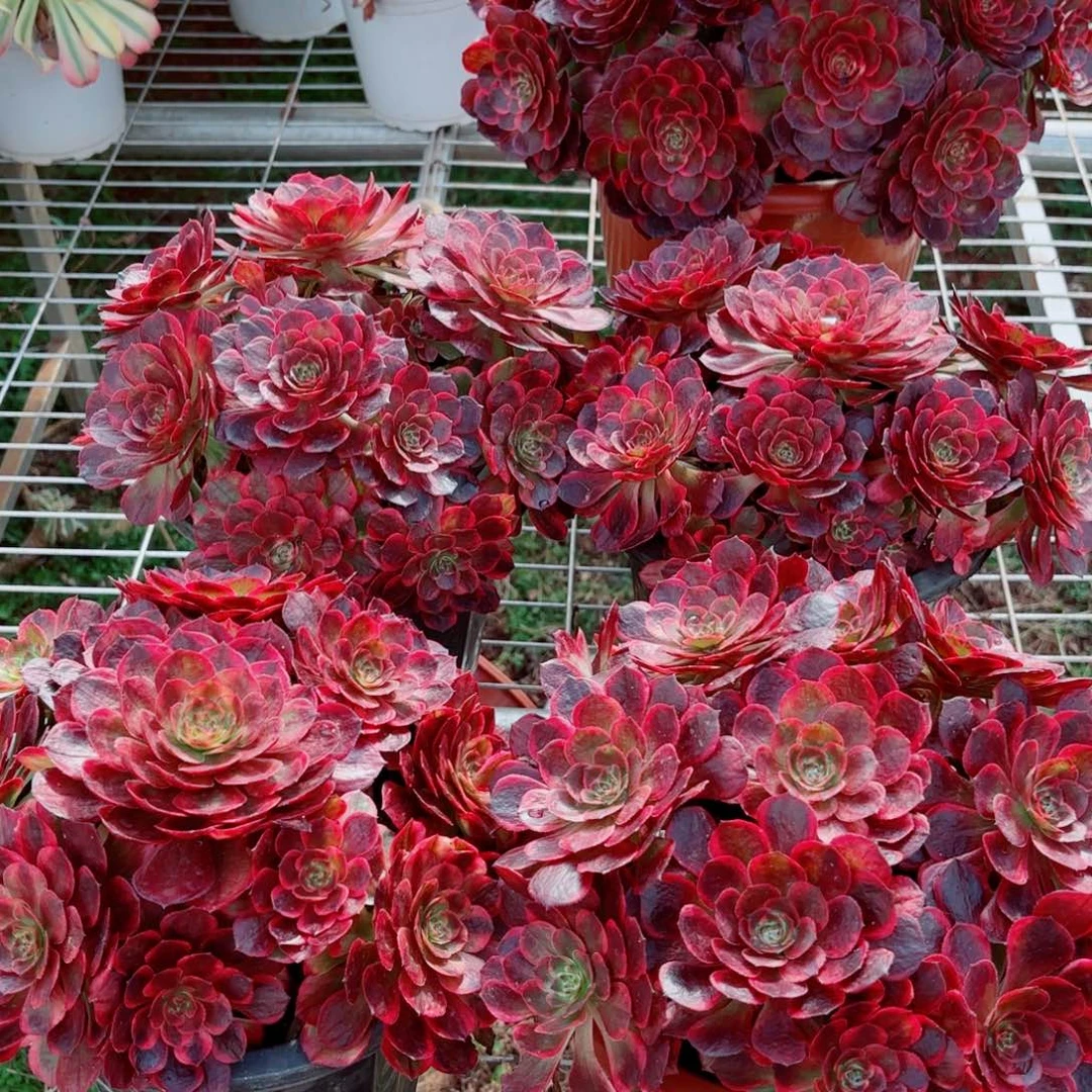 新品夜宴变异量拍多肉法师一个