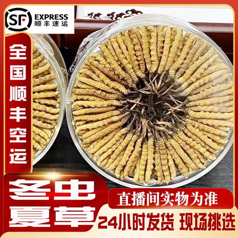 冬虫夏草2根/ 克【虫草直播间实物为准现场挑选