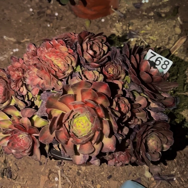 768海王七彩多肉植物不售后