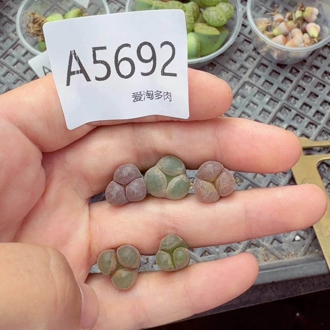 5692—生石花 生石花