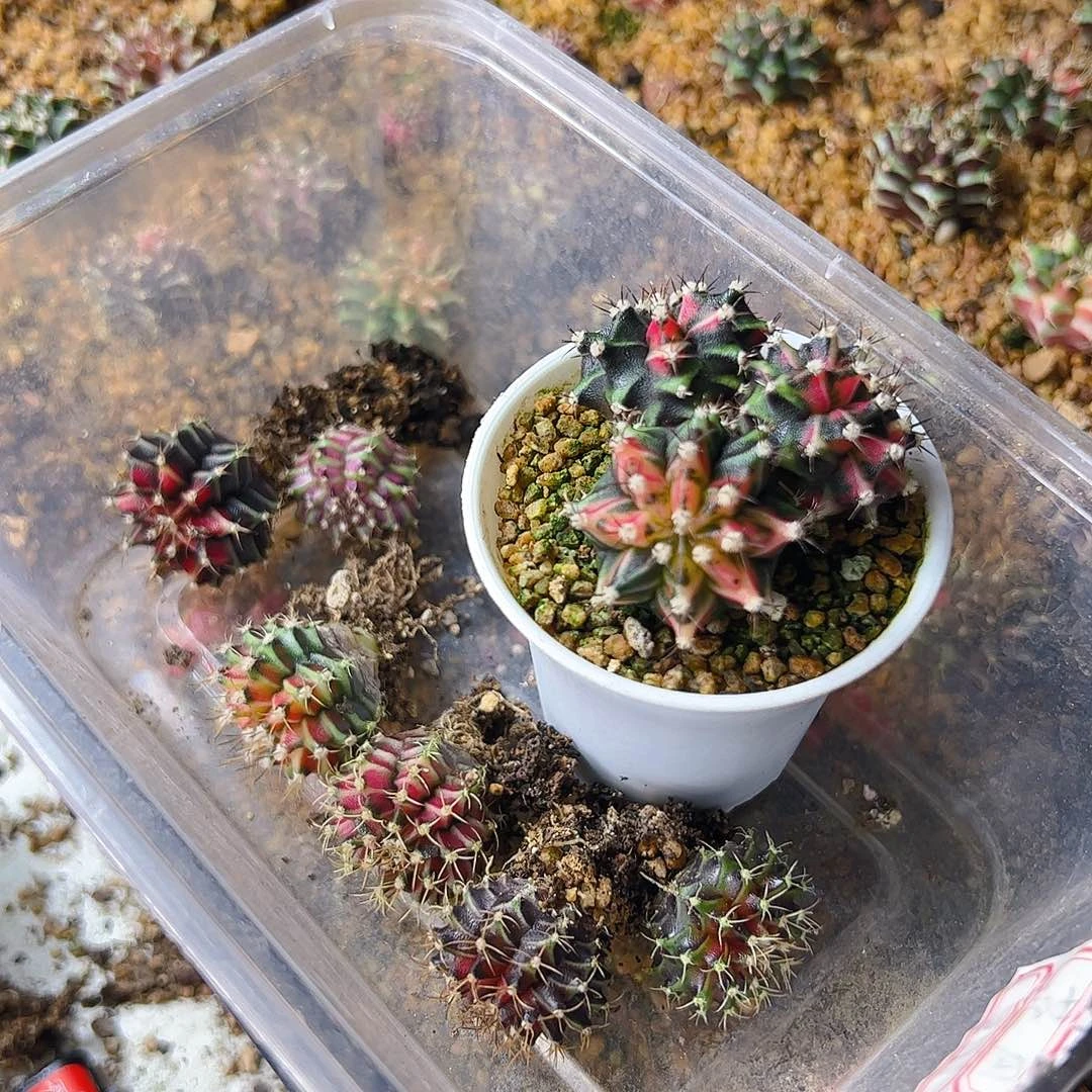 焱****当前无花栽培后可以开花309