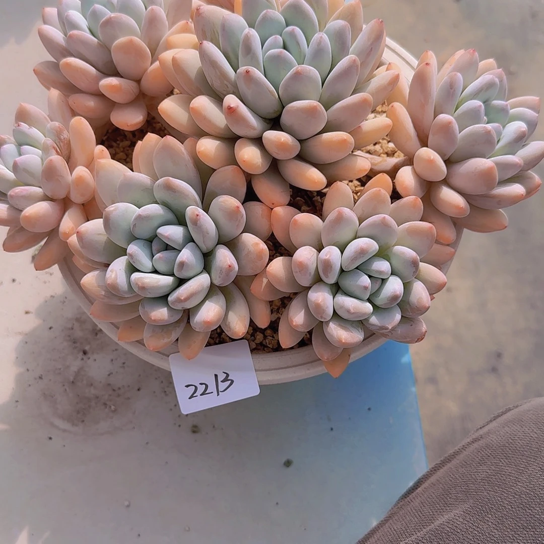 2213香水多肉植物