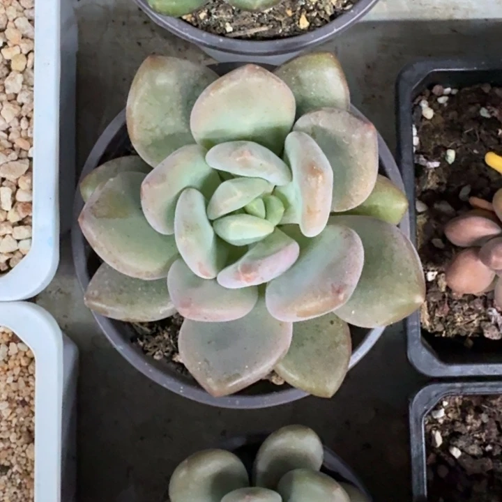 X系列美人新品  一物一拍