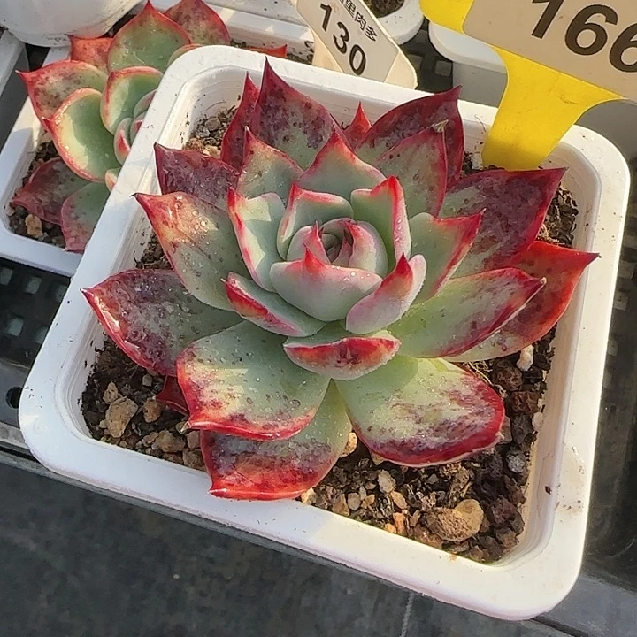 我***了166惊鸿仙子多肉植物6～9
