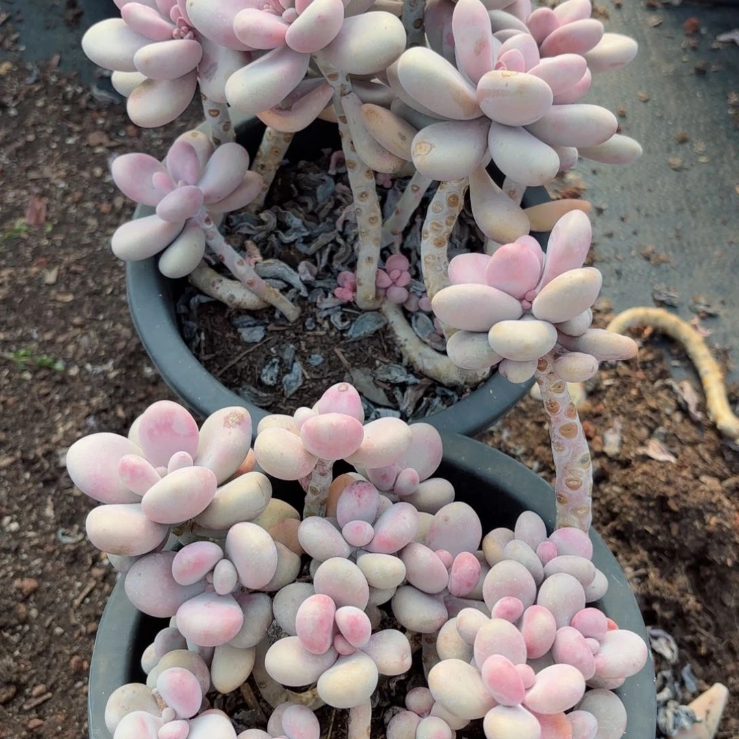 桃蛋两颗不售后。