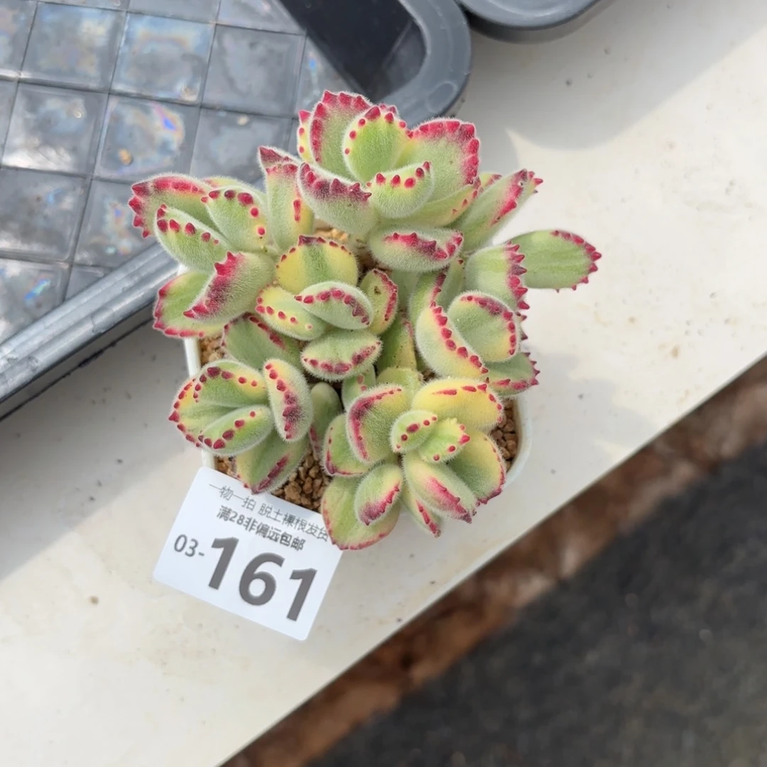 白熊多肉多肉多肉多肉