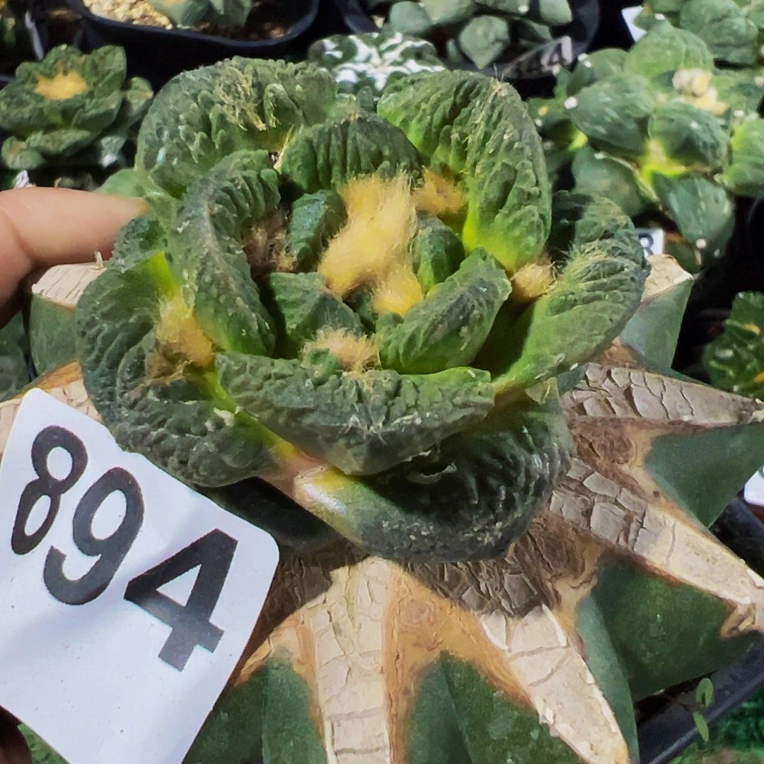 无花朵福利短宽尤勃氏牡丹894