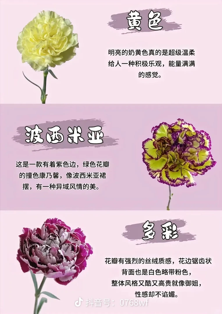 单头多头康乃馨10只装颜色备注鲜花新鲜鲜花