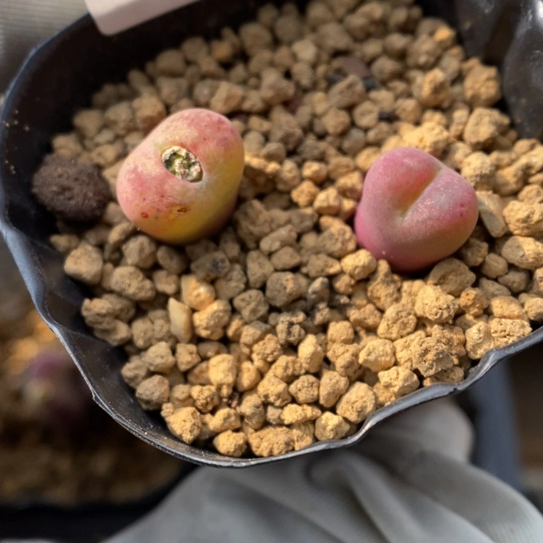 多肉植物肉锥杂交K-809 小卡了米两颗
