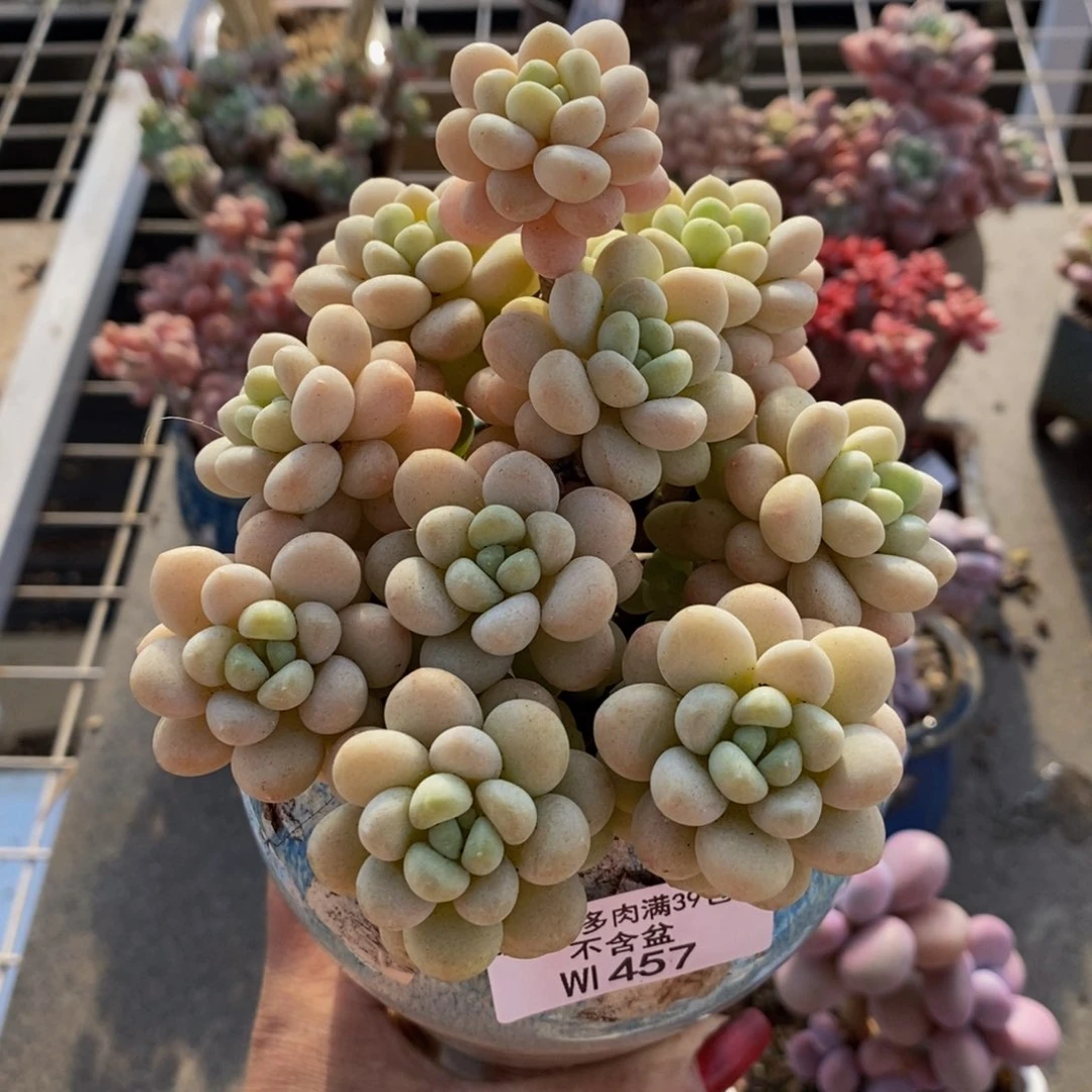 洛可可457/10cm多肉