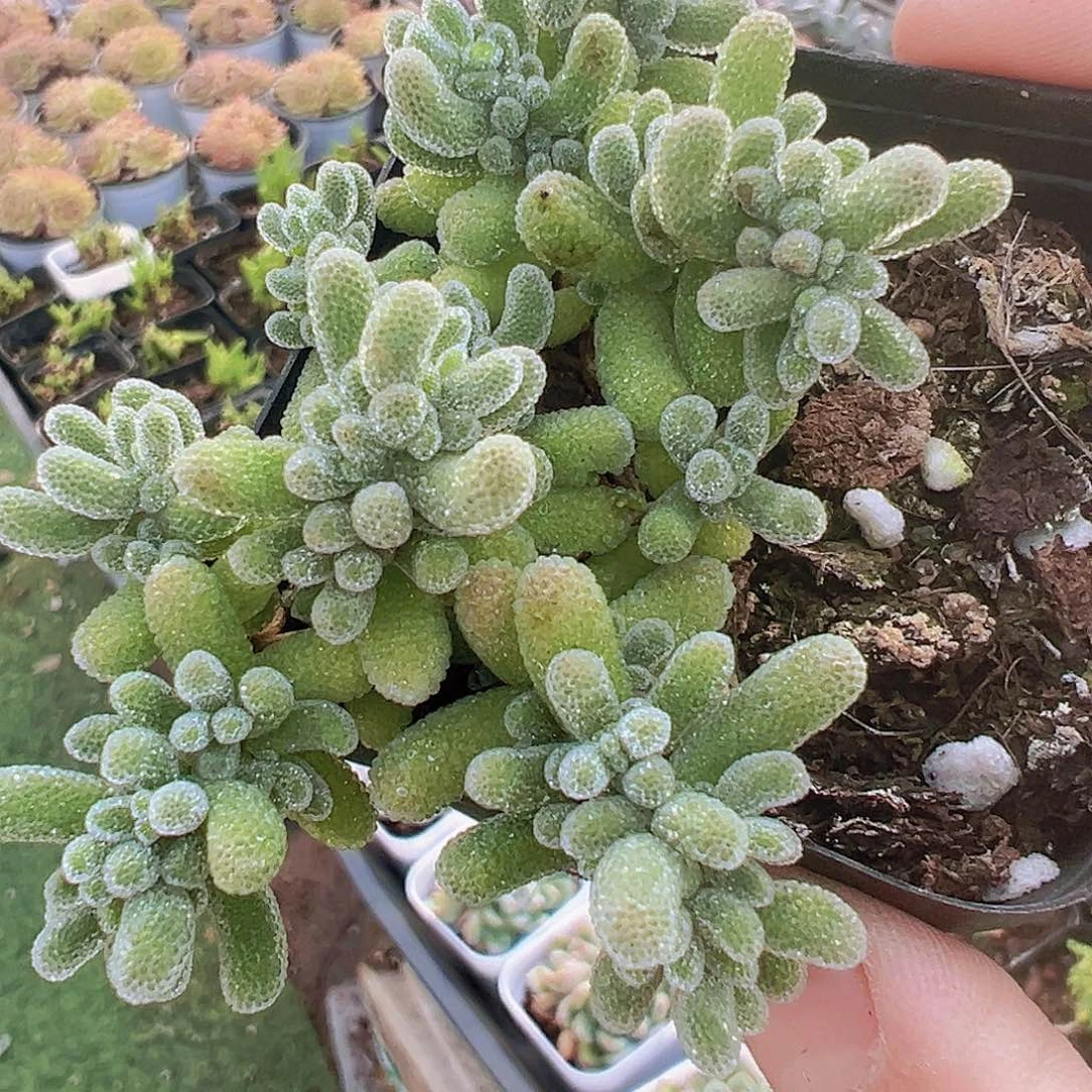 冰晶枝干19包邮多肉植物