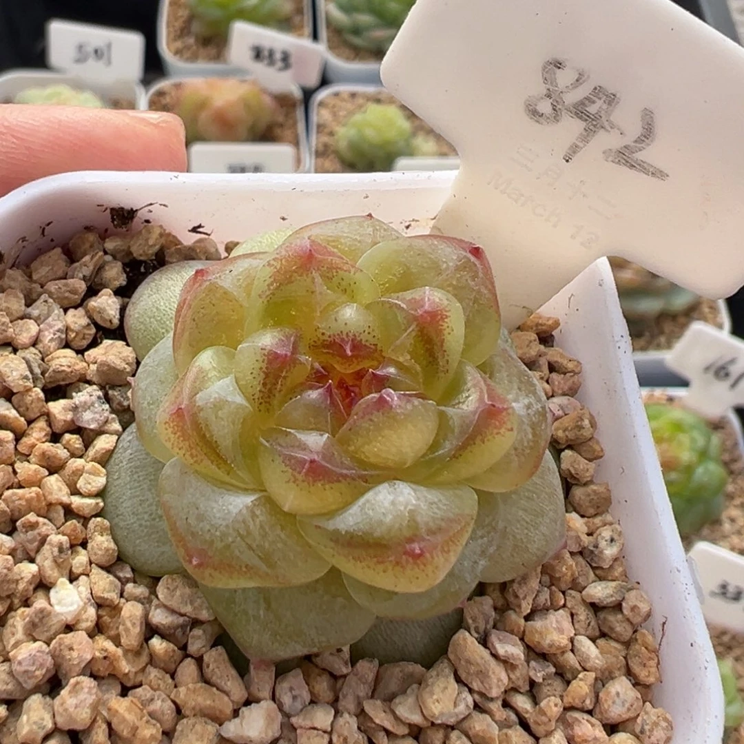 842号相柳甜心 晗雨