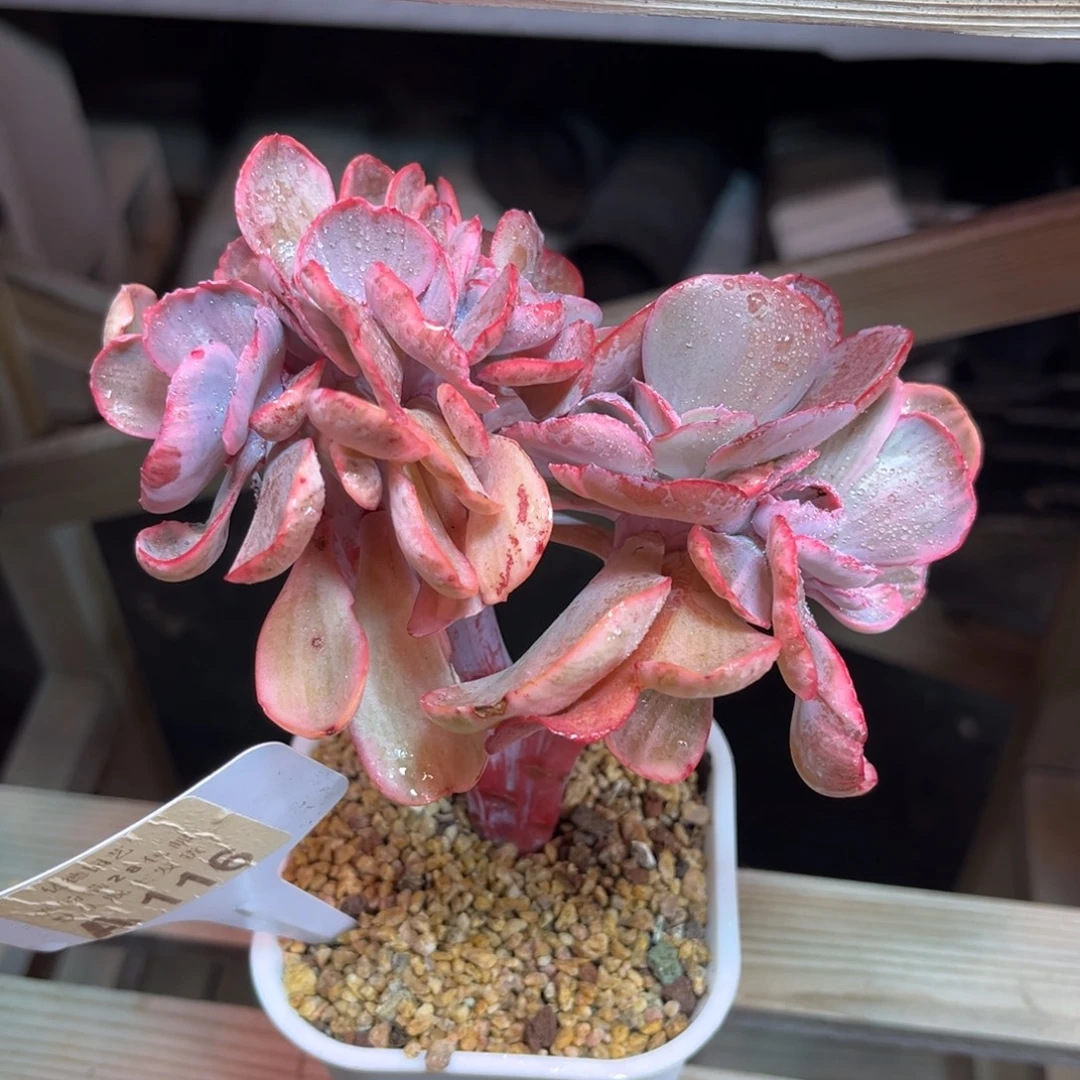 蓝玫瑰锦缀多肉植物funvm
