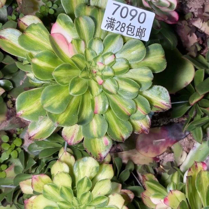 红*C. 7090知否多肉