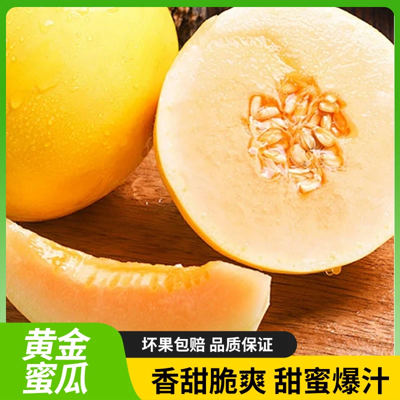 民勤沙漠蜜瓜金红宝一藤一瓜香甜多汁产地直发现采现发金红脆瓜