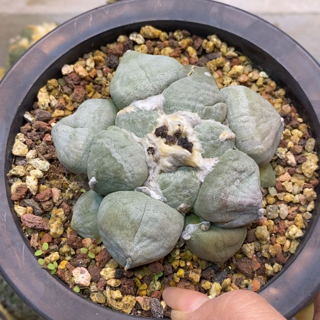 56号 实生蛋尤青瓷岩牡丹9公分