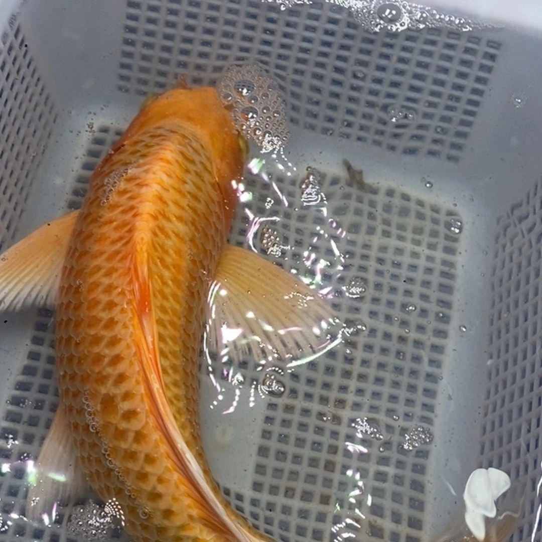 锦鲤锦鲤 开衩掉麟充血属于正常情况 介意别拍