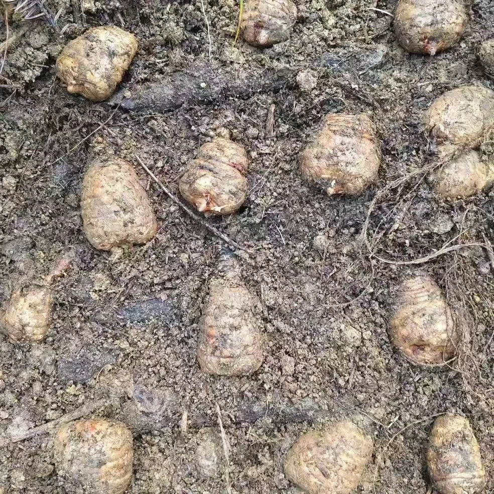 云南昭通小草坝新鲜煲汤泡酒蒸蛋