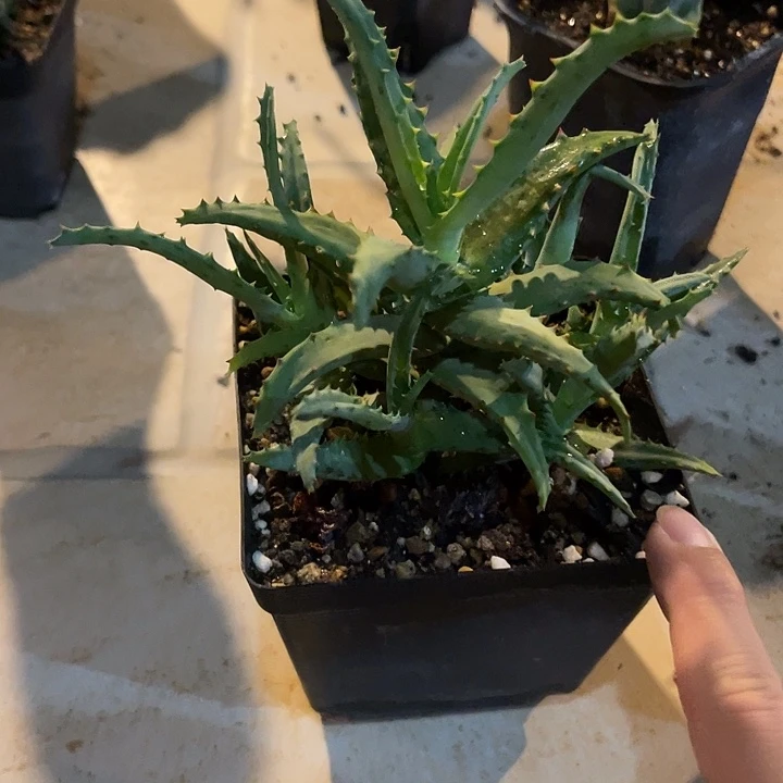 无花朵卡萨帝芦荟一物一拍