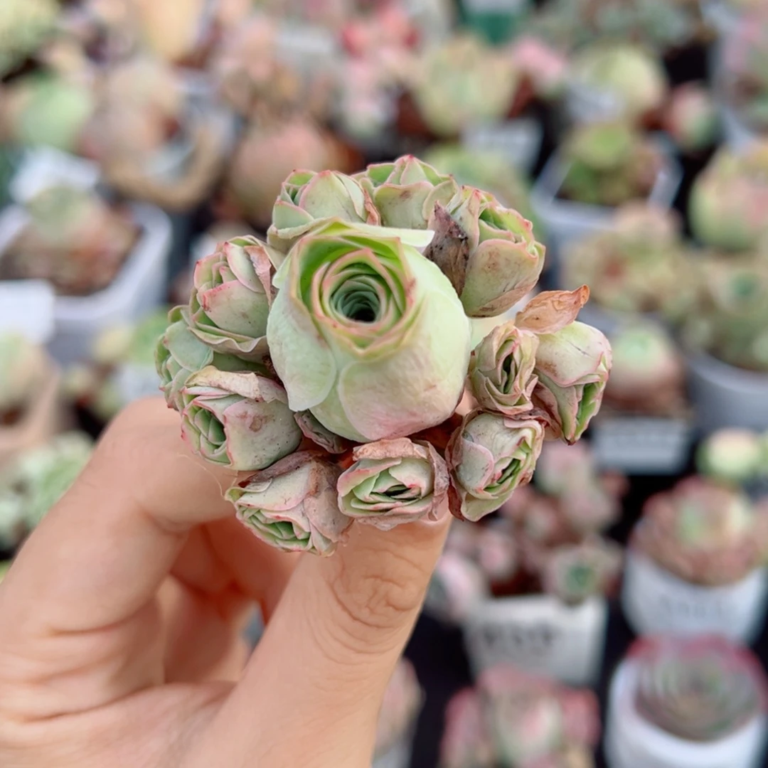 910如意手捧花。