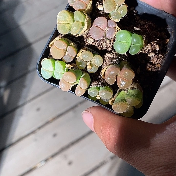 11313。    一组。      彩色风铃。