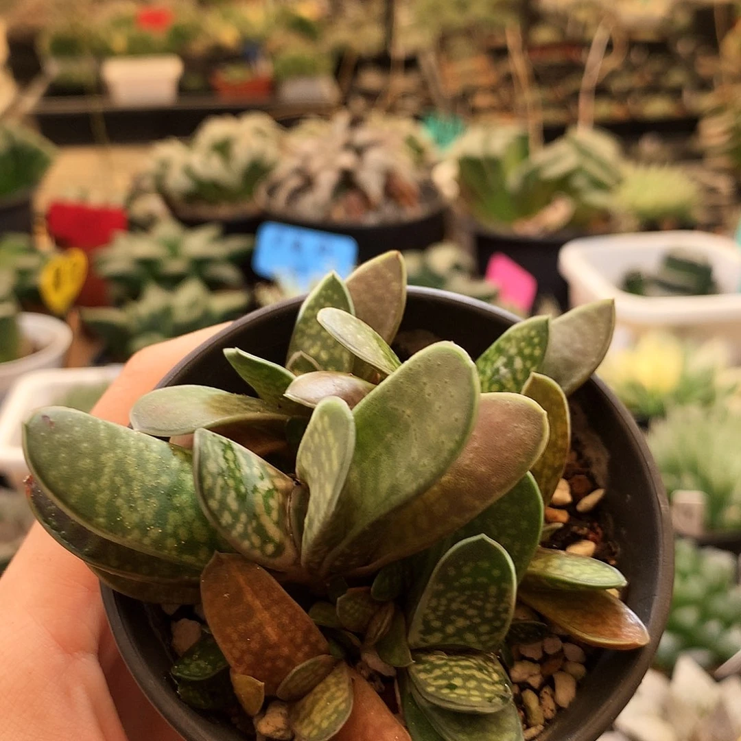 子宝，一物一拍，有伤