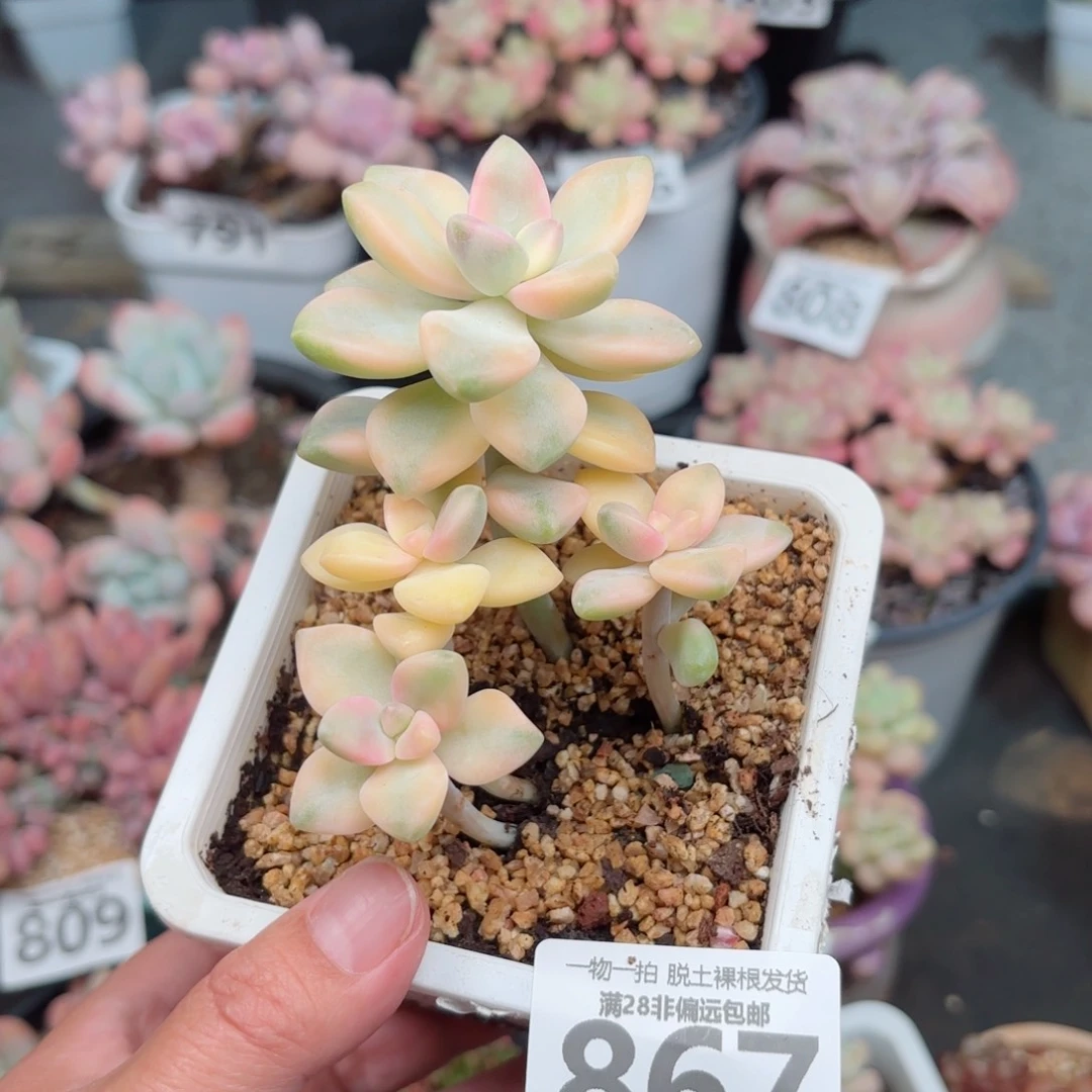 美杏锦无盆土发货