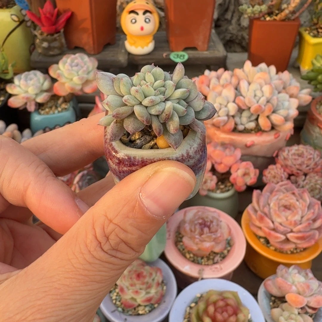 星影 多肉含盆土 一物一拍