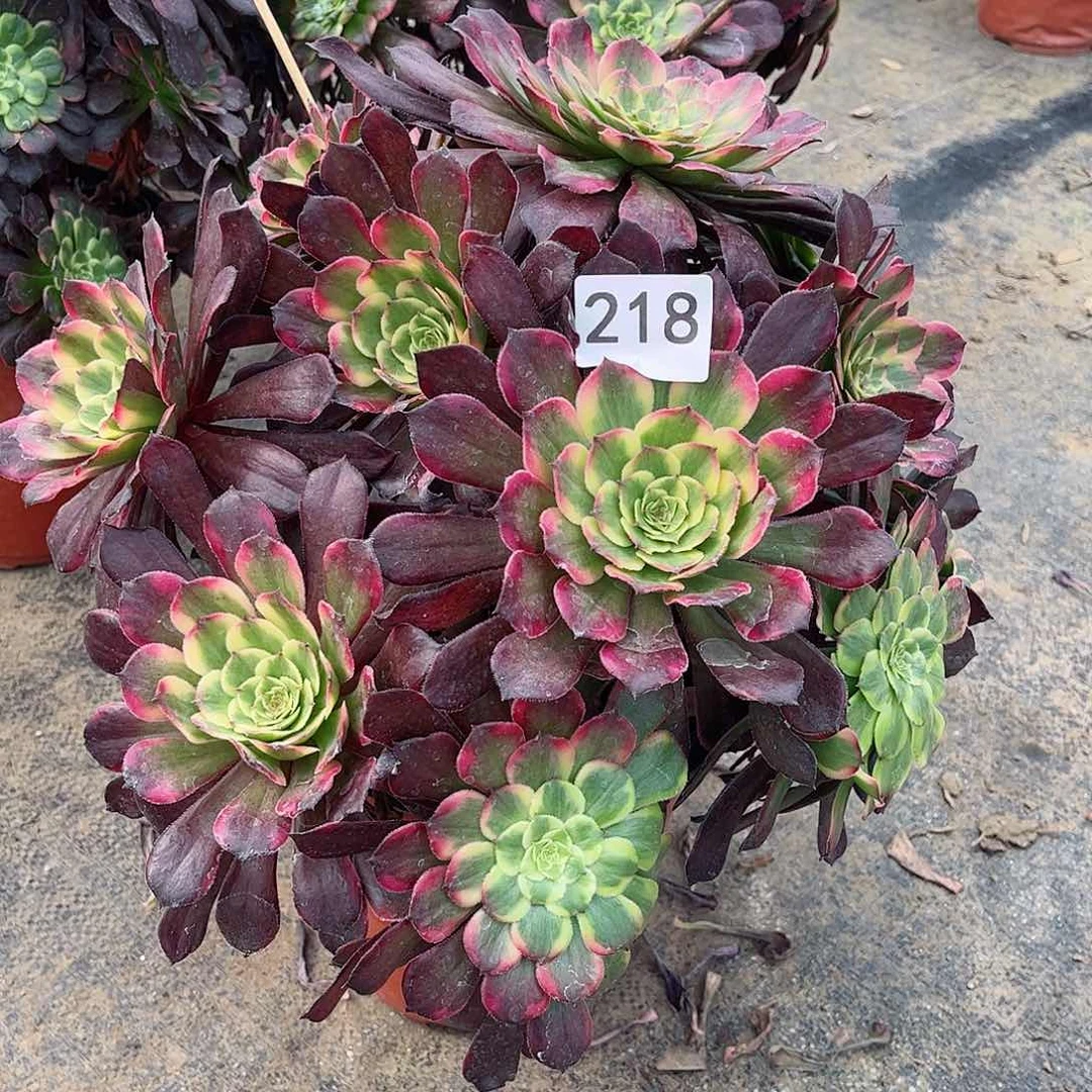 多肉植物烟花218