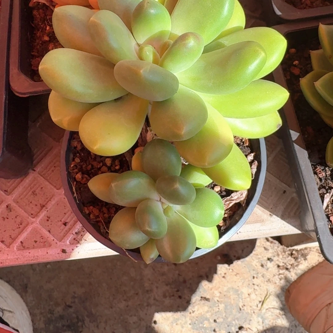 芒果奶多肉（38包邮偏远地区128包邮