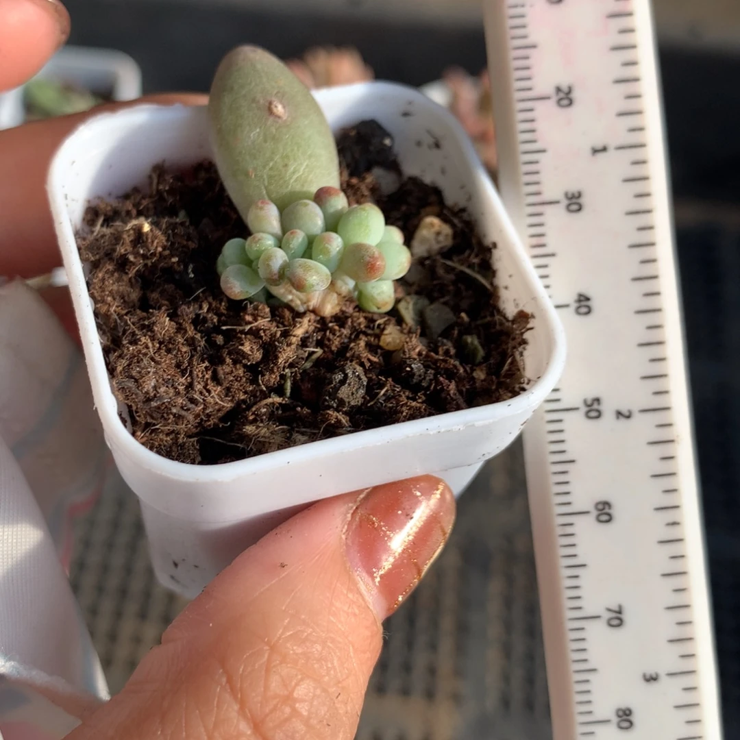 苹果缀化朵朵缀化。