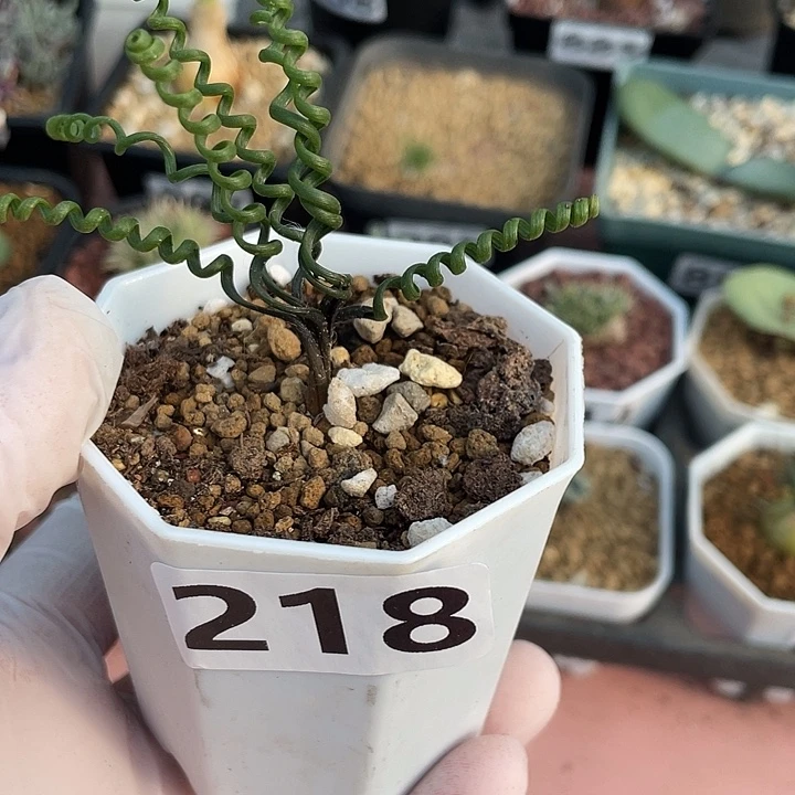 218钢丝弹簧草块根