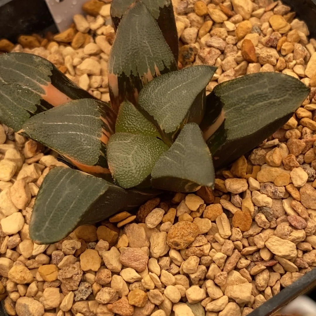 25克多肉植物提取