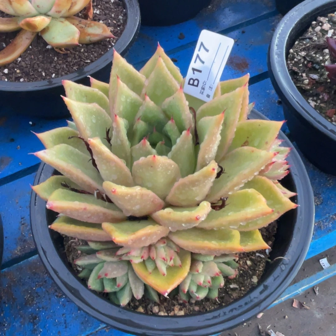 无花朵若如东云单拍B177