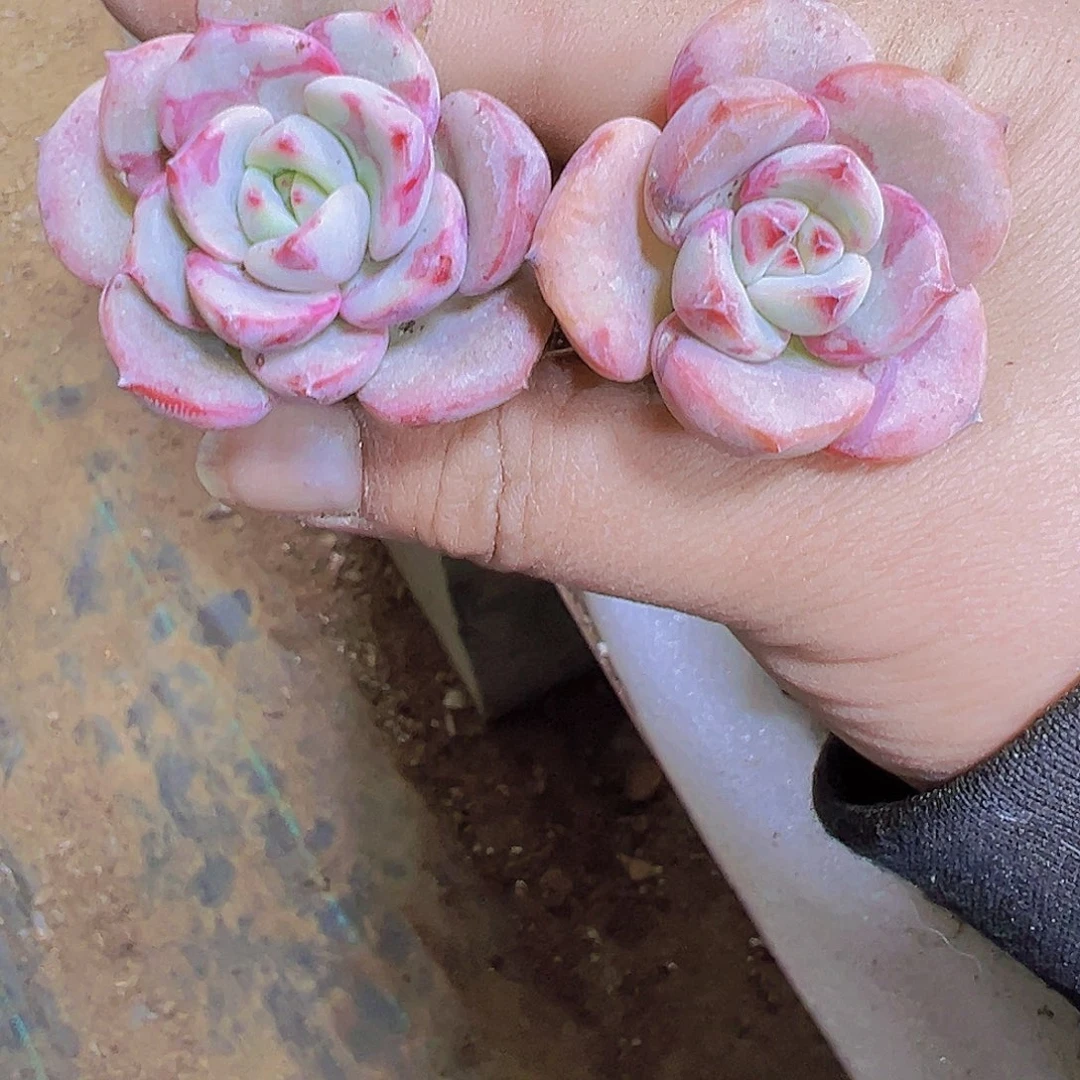 三文鱼5个19包邮