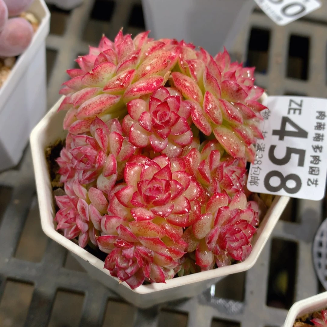 肉萌萌拇指盆精控多肉ZE458