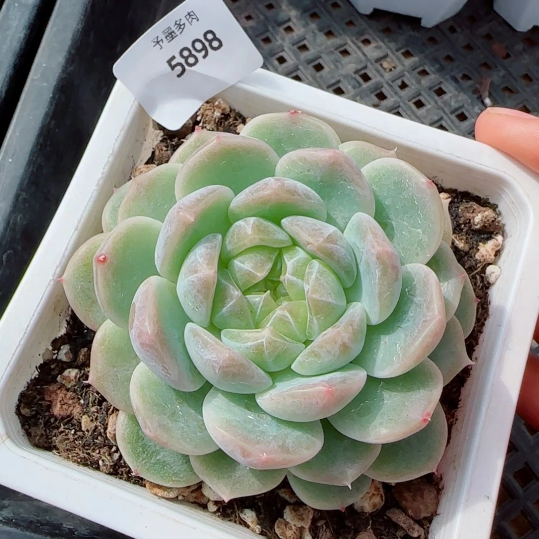 泼天富贵，5898多肉植物