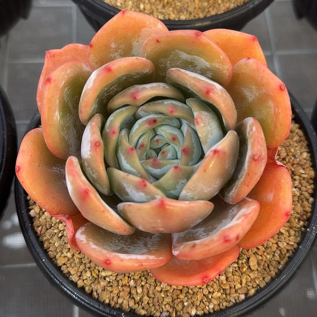 从前慢甄选多肉编号凤橙