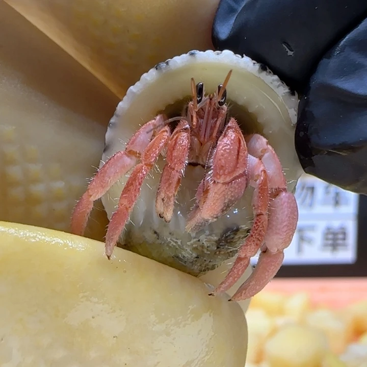 A50小粉 灰白1.1cm口径