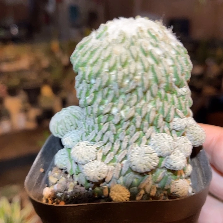 无花朵精巧丸仙人球一物一拍