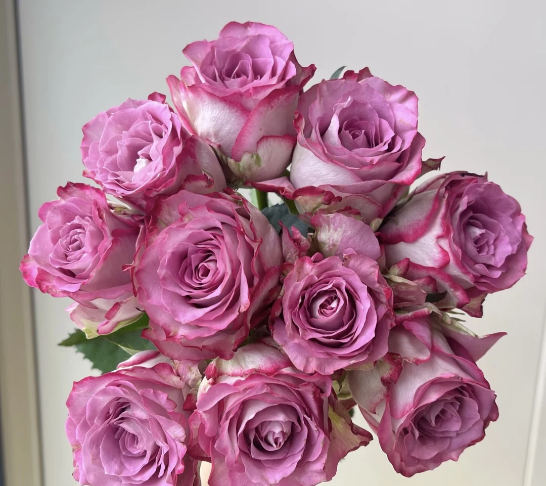 鲜花【葡噗花舍】菲韵玫瑰    10支（一单包邮）