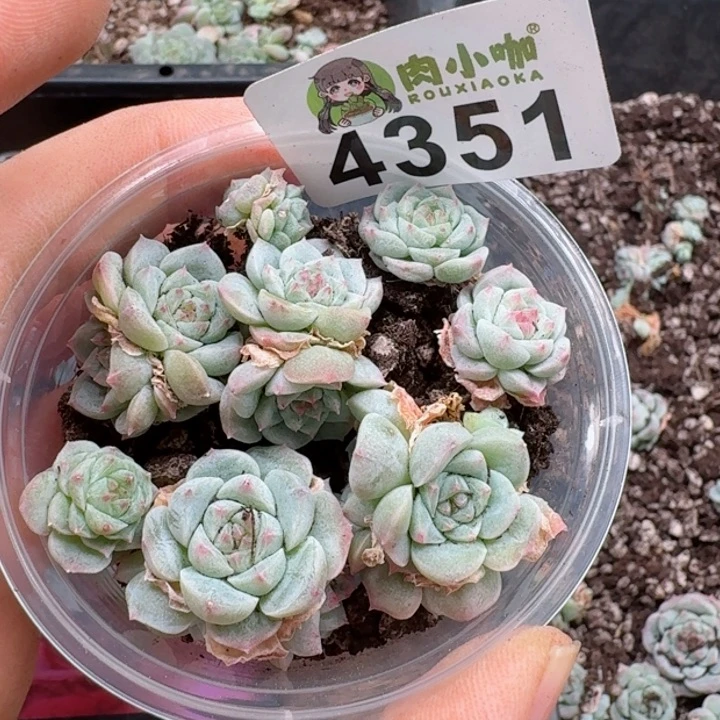 多肉植物多肉植物