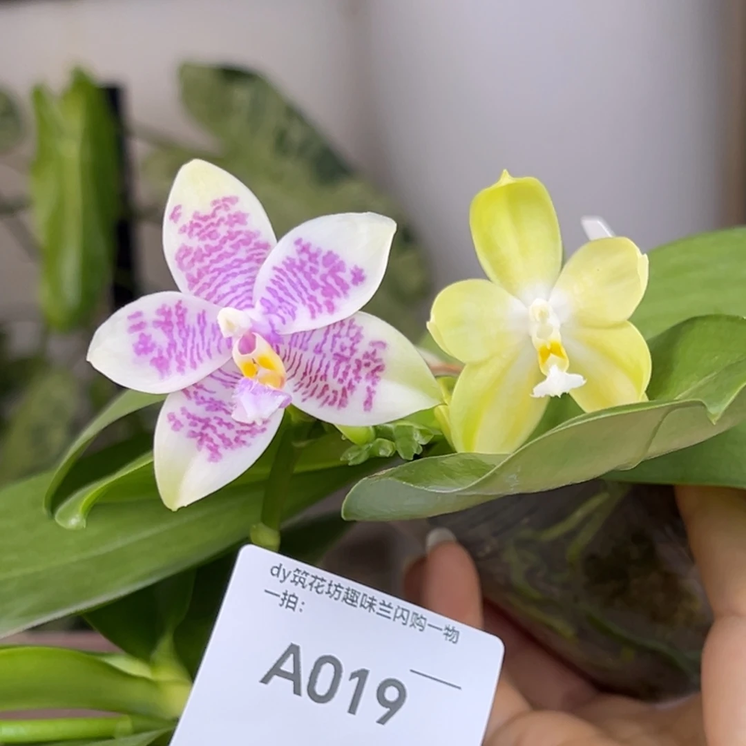 完全开放019号2颗组合，叶瑕少根