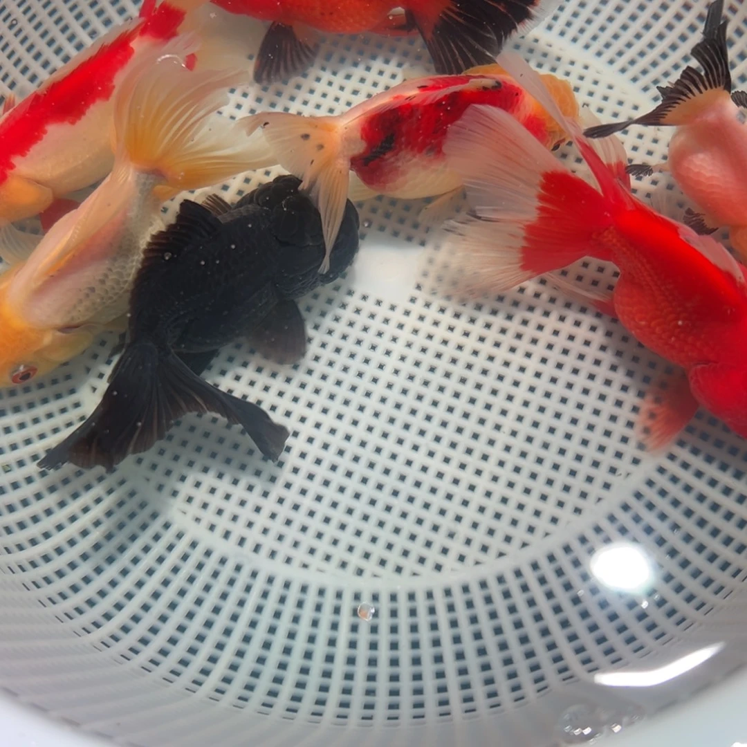 金鱼冷水观赏鱼混搭