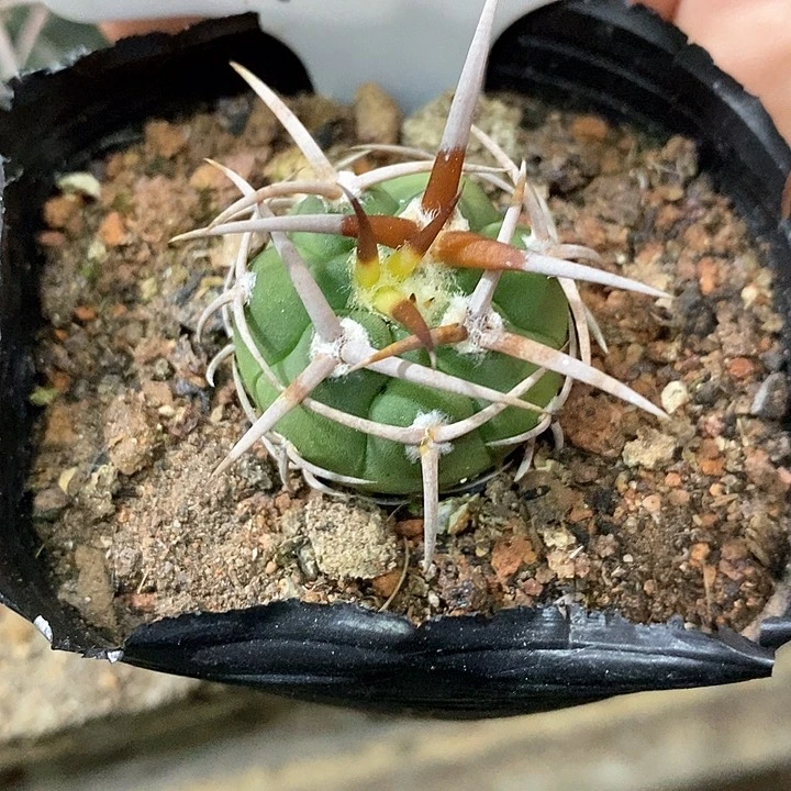 孤品实生顶级爆种五十铃碧岩玉 7号