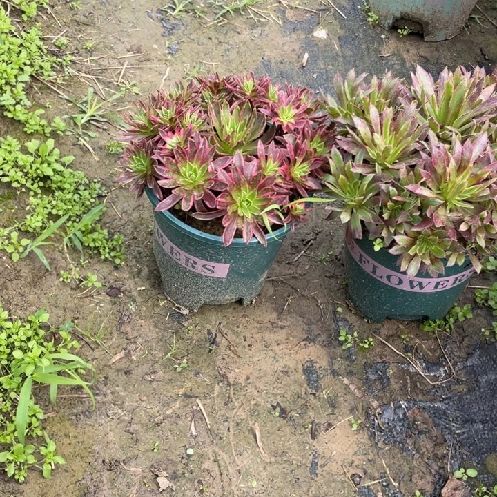 74二颗多肉多肉多肉多肉