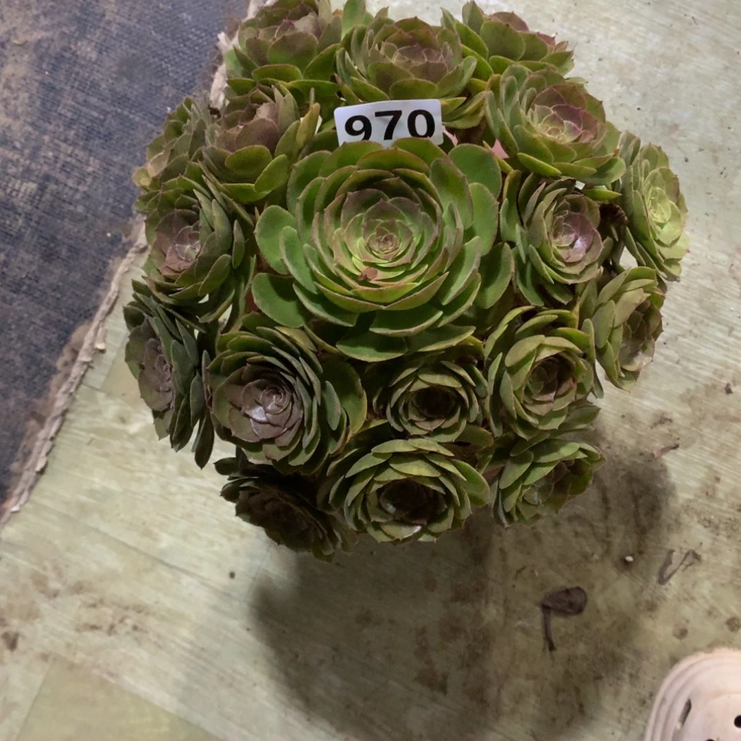 沙拉碗万圣节970法师