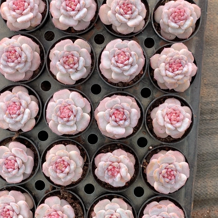 糖心粉芭蕾两单包邮