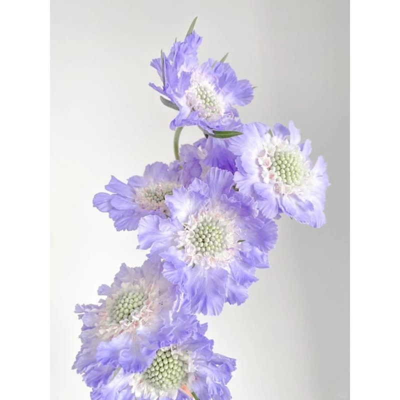 蓝盆花小众稀有线条感高级切花氛围感鲜花鲜切花