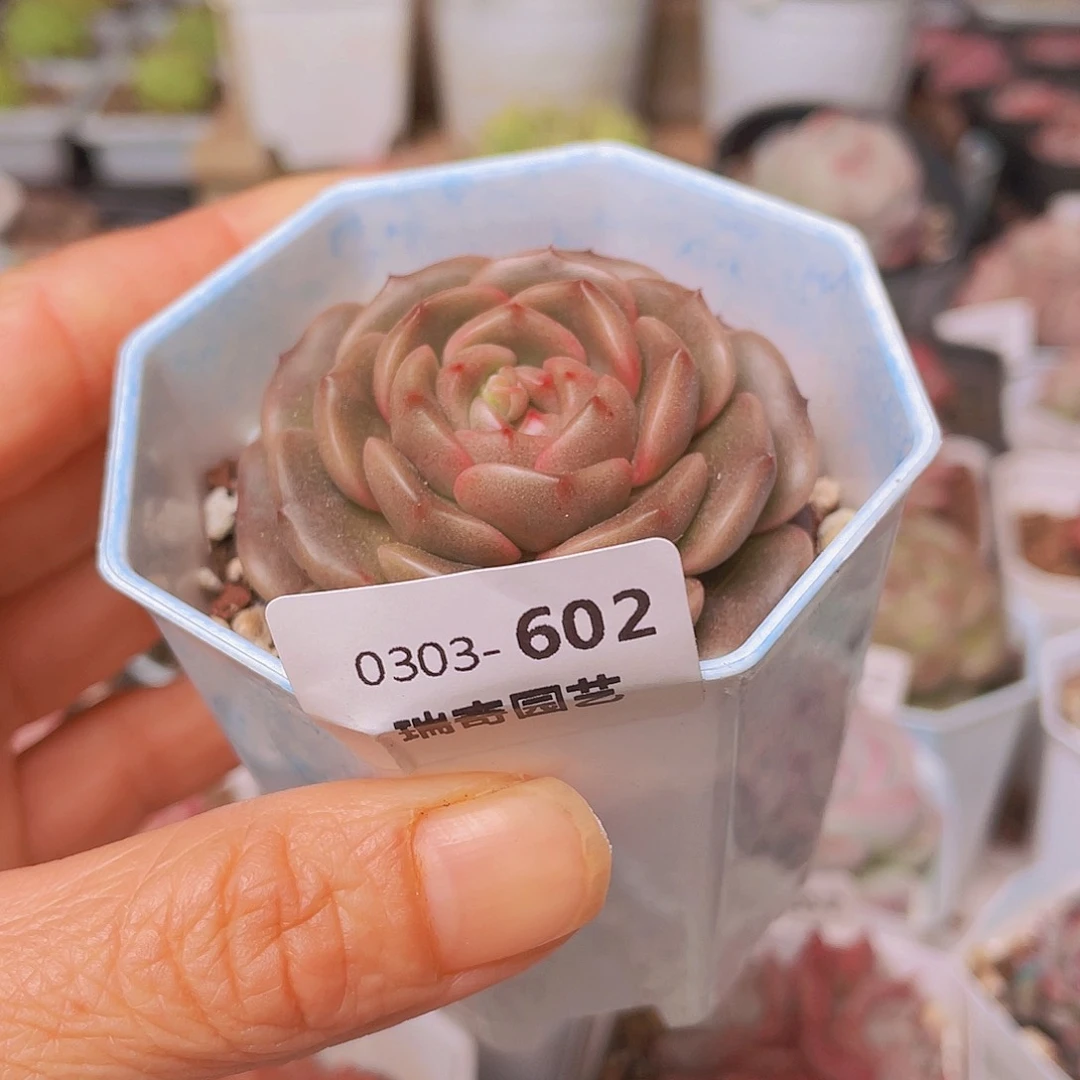 00000000000602量拍